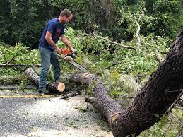 Best Tree Risk Assessment  in Gustine, CA