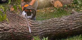 Best Firewood Processing and Delivery  in Gustine, CA