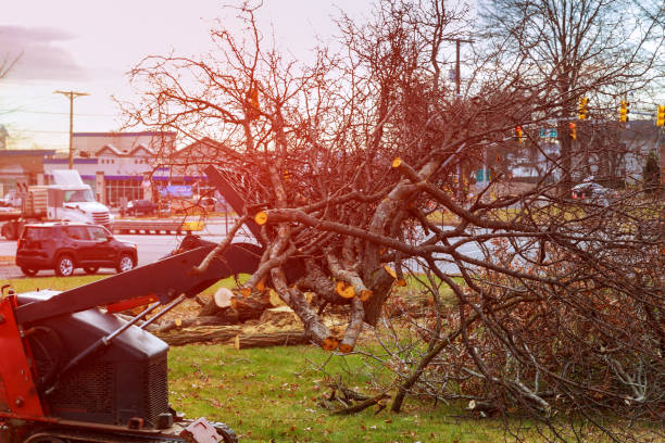 Best Stump Grinding and Removal  in Gustine, CA