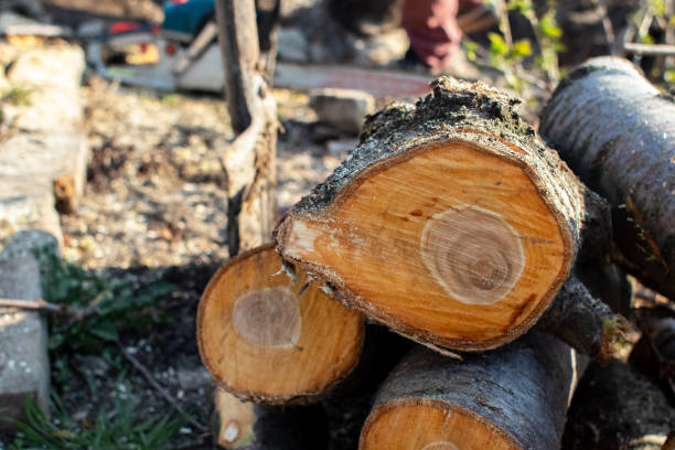Best Tree Preservation Services  in Gustine, CA