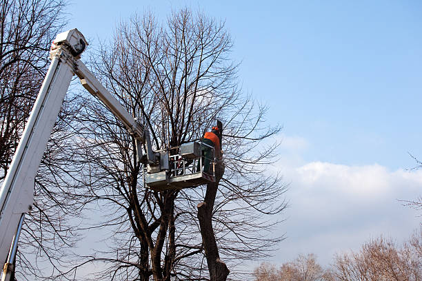 Best Fruit Tree Pruning  in Gustine, CA