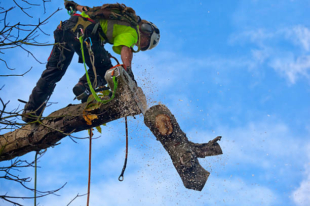 Tree and Shrub Care in Gustine, CA