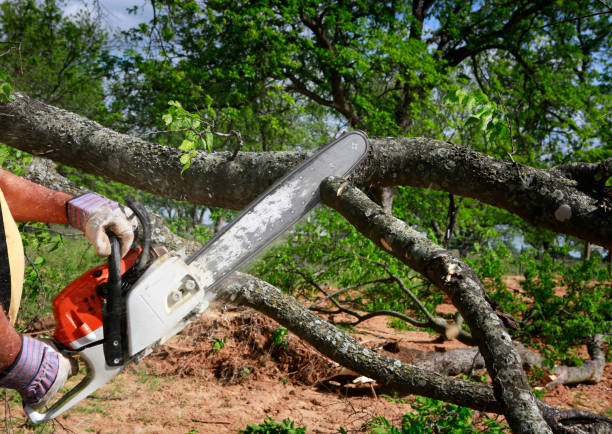 Best Lot and Land Clearing  in Gustine, CA