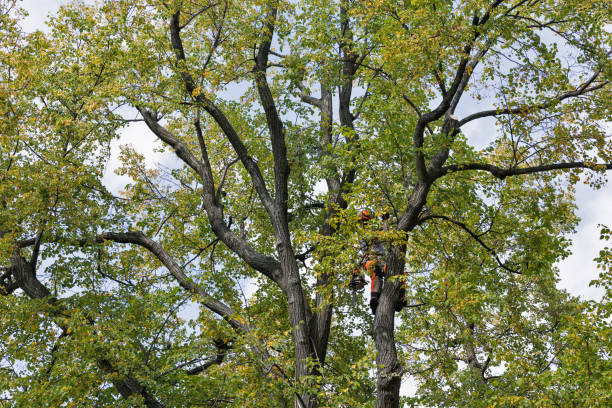Reliable Gustine, CA Tree Care Solutions