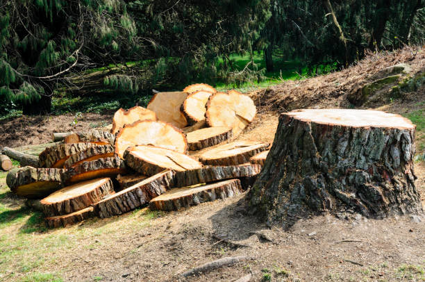 How Our Tree Care Process Works  in  Gustine, CA